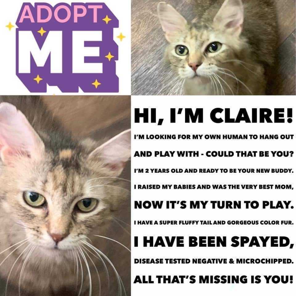 adopt animals meme